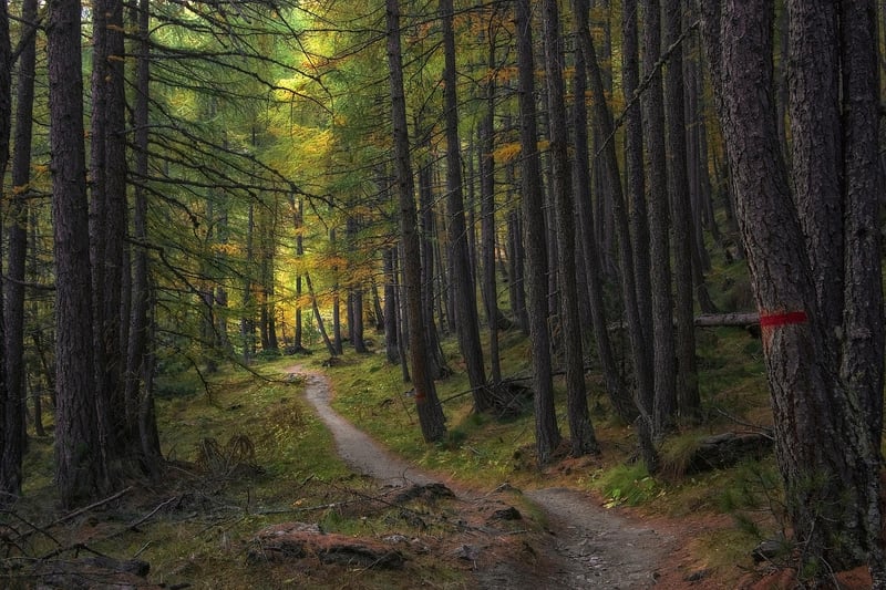 Path in the forest